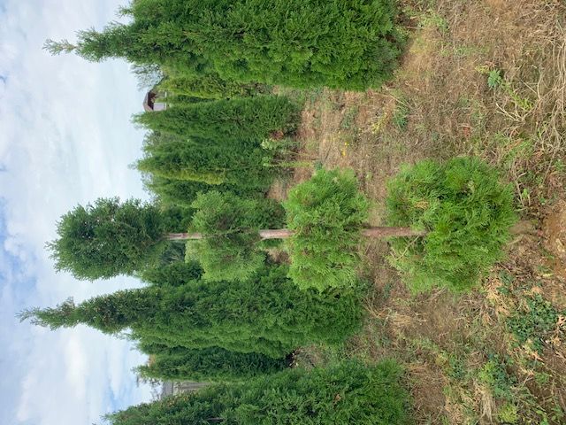 Nyírt formanövények